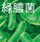 無顆粒球症と緑膿菌感染 無顆粒球症と緑膿菌感染