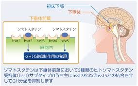 ソマトスタチン作用機序 ソマトスタチン作用機序