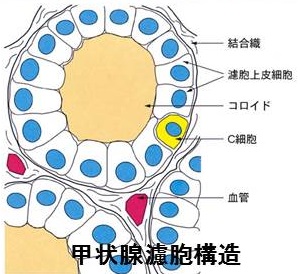 カルシトニンを作るC細胞 カルシトニンを作るC細胞