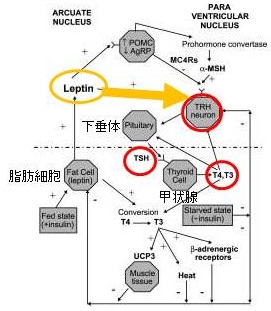 レプチンとTRH分泌との関連 レプチンとTRH分泌との関連