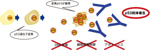 p53抗体と甲状腺 p53抗体と甲状腺