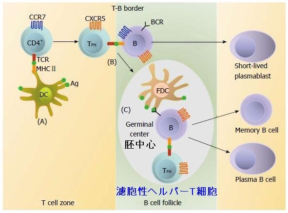 濾胞性ヘルパーT細胞 濾胞性ヘルパーT細胞
