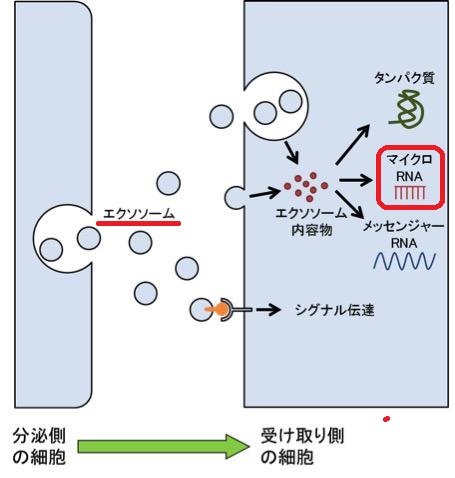 エクソソームと甲状腺の病気 エクソソームと甲状腺の病気