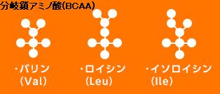 分岐鎖アミノ酸(BCAA) 分岐鎖アミノ酸(BCAA)