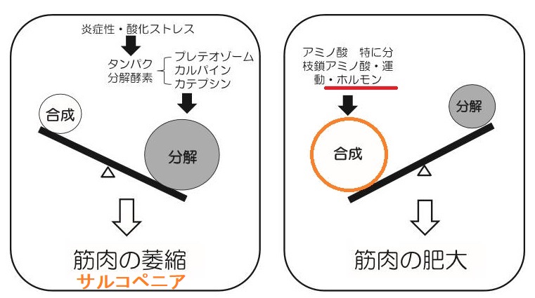 サルコペニア サルコペニア