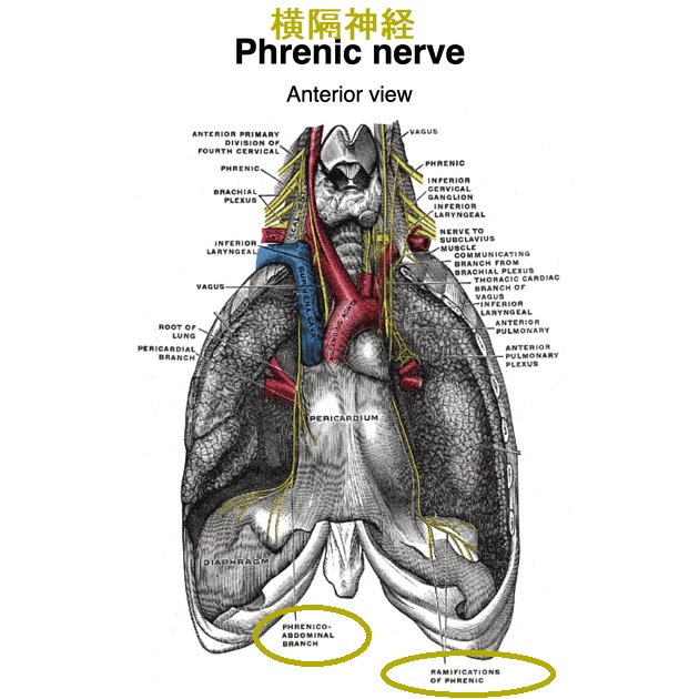 横隔神経 横隔神経