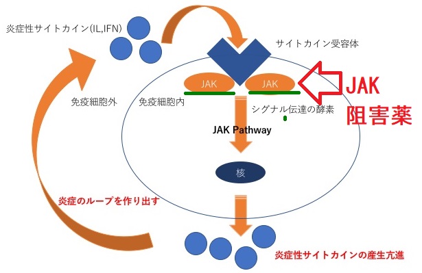 JAK阻害薬 ファーマシスタ JAK阻害薬 ファーマシスタ