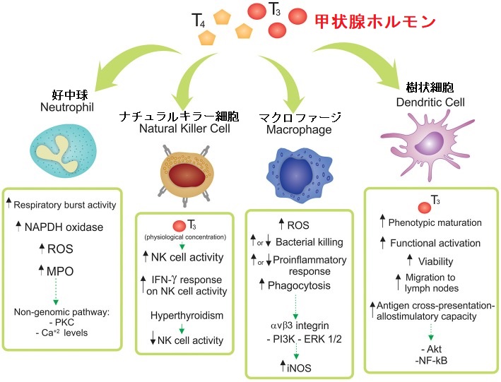 甲状腺ホルモンそのものが免疫系を活性化 甲状腺ホルモンそのものが免疫系を活性化