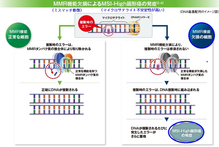 マイクロサテライト不安定性 マイクロサテライト不安定性