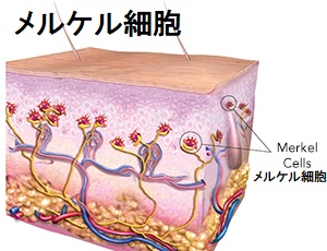メルケル細胞 メルケル細胞