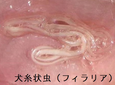 犬糸状虫(フィラリア) 犬糸状虫(フィラリア)