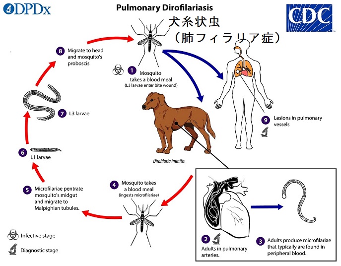 犬糸状虫(フィラリア)感染経路 犬糸状虫(フィラリア)感染経路