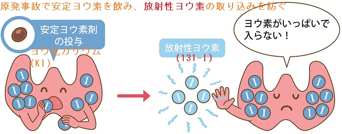 原発事故で安定ヨウ素を飲み、放射性ヨウ素の取り込みを防ぐ 原発事故で安定ヨウ素を飲み、放射性ヨウ素の取り込みを防ぐ