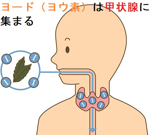 ヨード(ヨウ素)は甲状腺に集まる ヨード(ヨウ素)は甲状腺に集まる