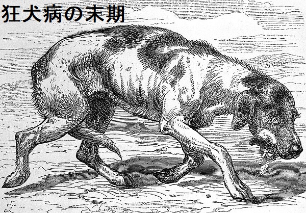 狂犬病の末期 狂犬病の末期