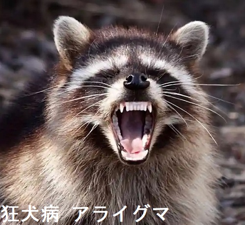狂犬病 アライグマ 狂犬病 アライグマ