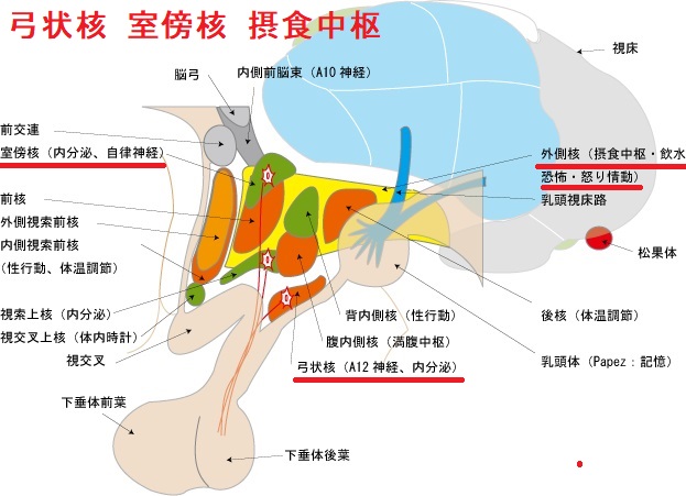 弓状核 室傍核 摂食中枢 弓状核 室傍核 摂食中枢