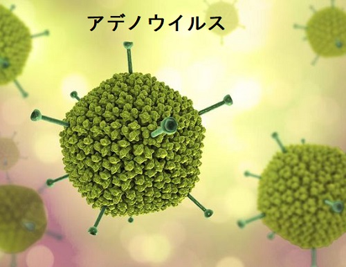 アデノウイルス アデノウイルス