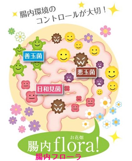 腸内細菌叢(腸内フローラ)と甲状腺