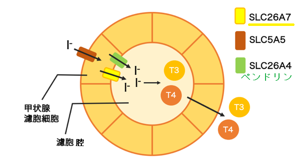 SLC26A7遺伝子変異 SLC26A7遺伝子変異