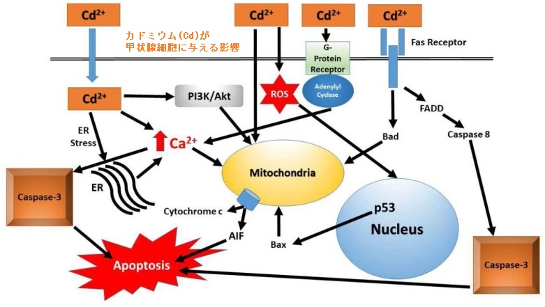 カドミウム(Cd)は甲状腺癌の増殖を促進 カドミウム(Cd)は甲状腺癌の増殖を促進