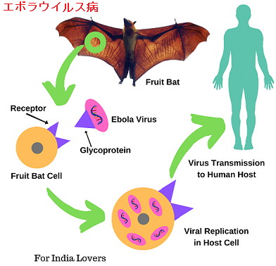 エボラウイルス病 エボラウイルス病