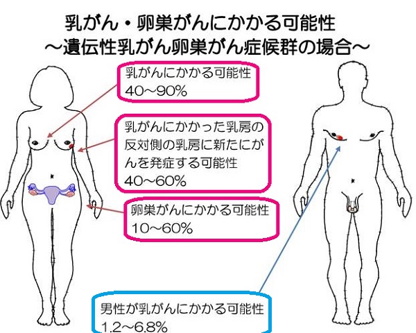 遺伝性乳癌卵巣癌症候群(HBOC)における乳癌・卵巣癌の発生率 遺伝性乳癌卵巣癌症候群(HBOC)における乳癌・卵巣癌の発生率