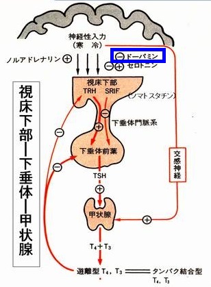 視床下部-下垂体-甲状腺軸 視床下部-下垂体-甲状腺軸