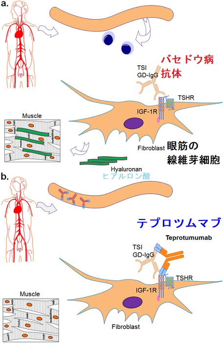 テプロツムマブ テプロツムマブ