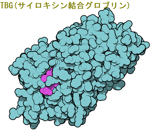 TBG(サイロキシン結合グロブリン) TBG(サイロキシン結合グロブリン)
