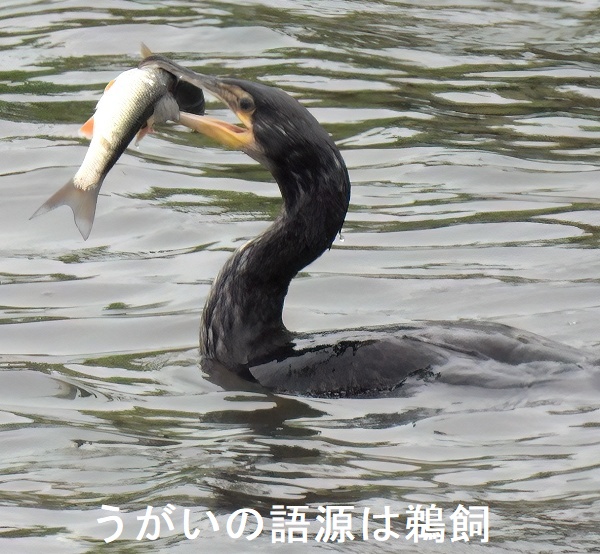 うがいの語源は鵜飼 うがいの語源は鵜飼