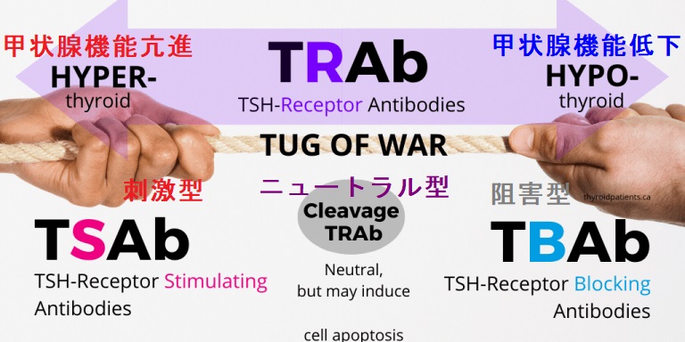 バセドウ病・萎縮性甲状腺炎の特殊抗体 バセドウ病・萎縮性甲状腺炎の特殊抗体