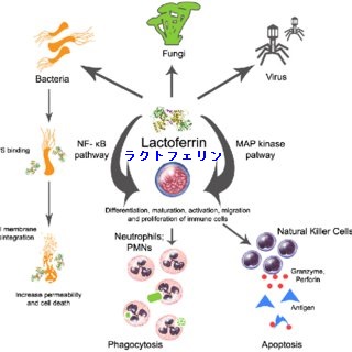 ラクトフェリンと甲状腺 ラクトフェリン