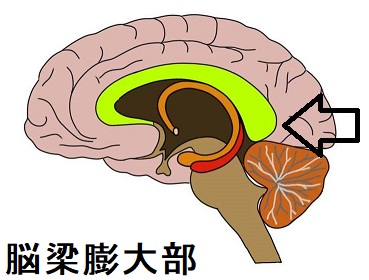 脳梁膨大部 脳梁膨大部