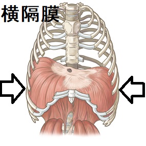 吃逆(しゃっくり)は、横隔膜のけいれん(ミオクローヌス) 吃逆(しゃっくり)は、横隔膜のけいれん(ミオクローヌス)