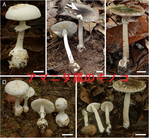 アマニタ属のキノコ アマニタ属のキノコ