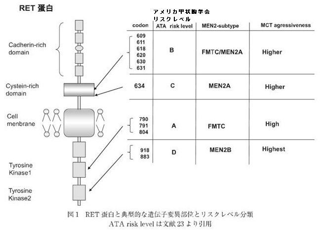 甲状腺髄様癌と多発性内分泌腺腫症2型(MEN2)[橋本病 バセドウ病査 長崎