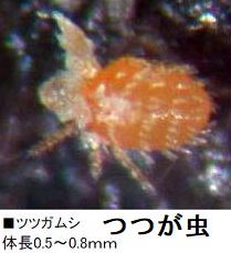 つつが虫 つつが虫
