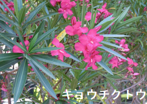 キョウチクトウ キョウチクトウ