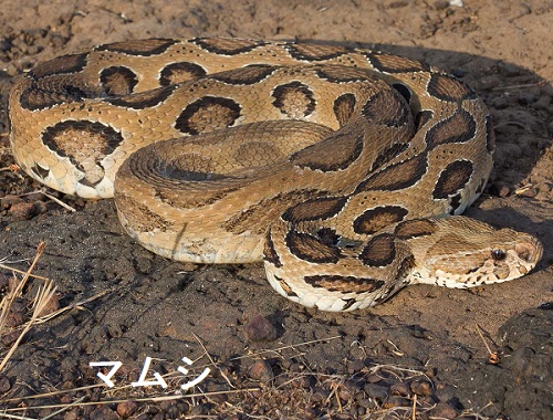 マムシ マムシ