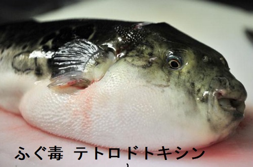 ふぐ毒 テトロドトキシン ふぐ毒 テトロドトキシン