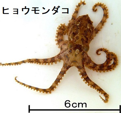 ヒョウモンダコ ヒョウモンダコ