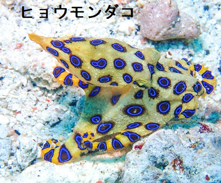 ヒョウモンダコ ヒョウモンダコ