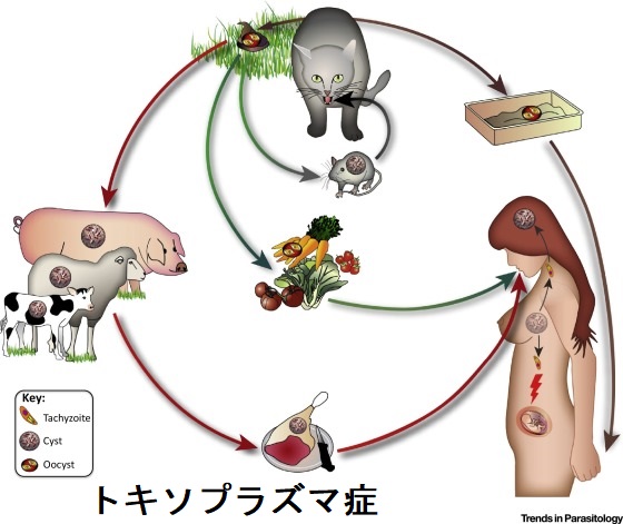 トキソプラズマ症 トキソプラズマ症