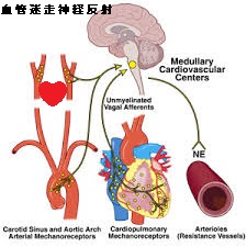 血管迷走神経反射と甲状腺 血管迷走神経反射と甲状腺