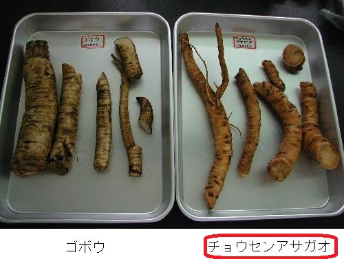 ゴボウとチョウセンアサガオの比較 ゴボウとチョウセンアサガオの比較