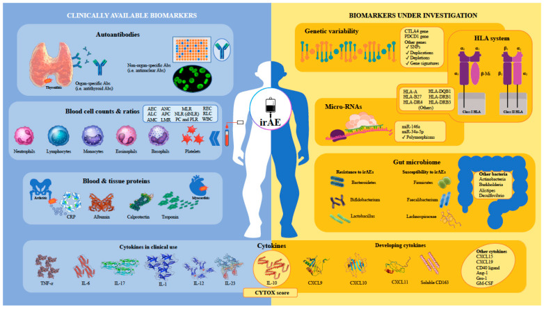 免疫チェックポイント阻害薬による甲状腺機能障害(甲状腺irAE) 免疫チェックポイント阻害薬による甲状腺機能障害(甲状腺irAE)