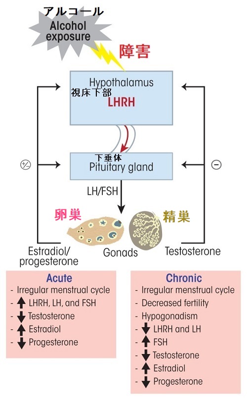 視床下部-下垂体-性腺(HPG)軸 視床下部-下垂体-性腺(HPG)軸