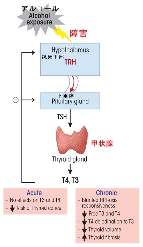 アルコールの視床下部-下垂体-甲状腺(HPT)軸への影響 アルコールの視床下部-下垂体-甲状腺(HPT)軸への影響