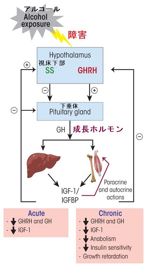 視床下部-成長ホルモン・インスリン様成長因子-1(GH・IGF-1)軸 視床下部-成長ホルモン・インスリン様成長因子-1(GH・IGF-1)軸